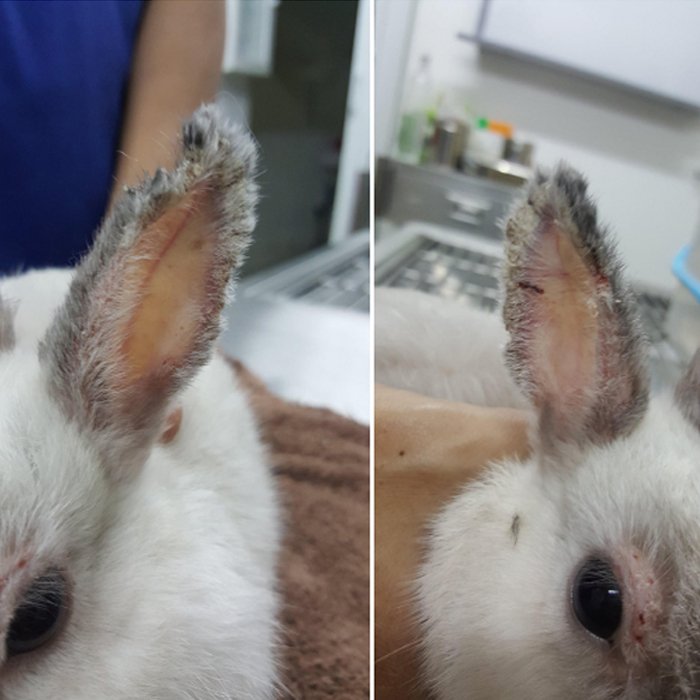 กระต่ายเพื่อนเกลอ คันคะเยอตาม ๆ กัน กระต่ายเพื่อนเกลอ คันคะเยอตาม ๆ กัน